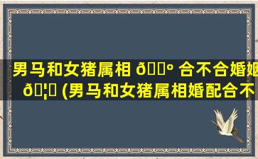 男马和女猪属相 🌺 合不合婚姻 🦟 (男马和女猪属相婚配合不合)